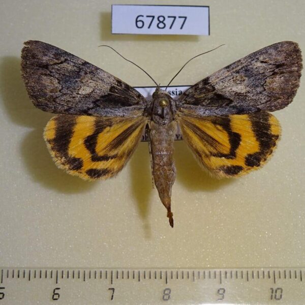 Noctuidae Catocala proxeneta f Primorye