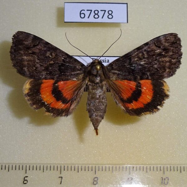 Noctuidae Catocala kotshubeji f Primorye