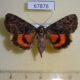 67878p Noctuidae Catocala kotshubeji f Primorye $30