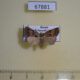 67881p Noctuidae Zanclognatha umbrosalis Primorye $6