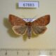 67883p Noctuidae Cosmia trapezina f Primorye $7