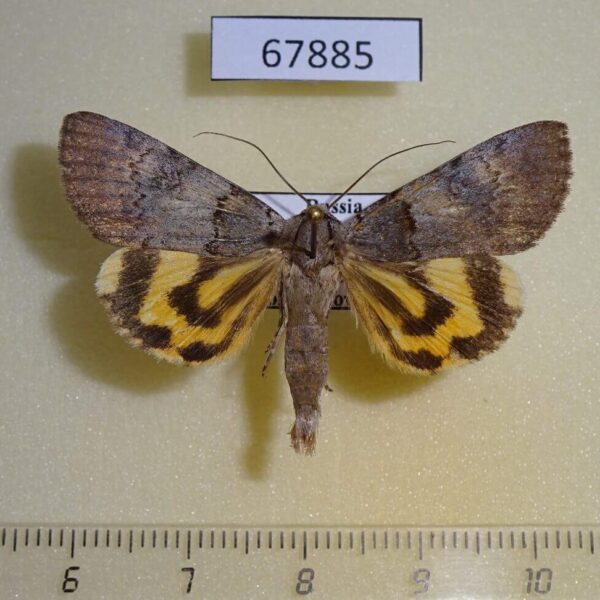 Noctuidae Catocala danilovi Primorye