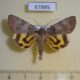 67885p Noctuidae Catocala danilovi Primorye $120