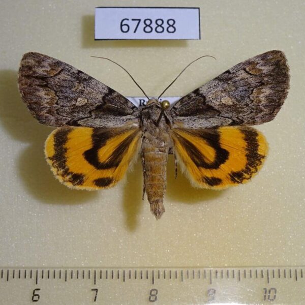 Noctuidae Catocala proxeneta Primorye