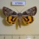 67888p Noctuidae Catocala proxeneta Primorye $20