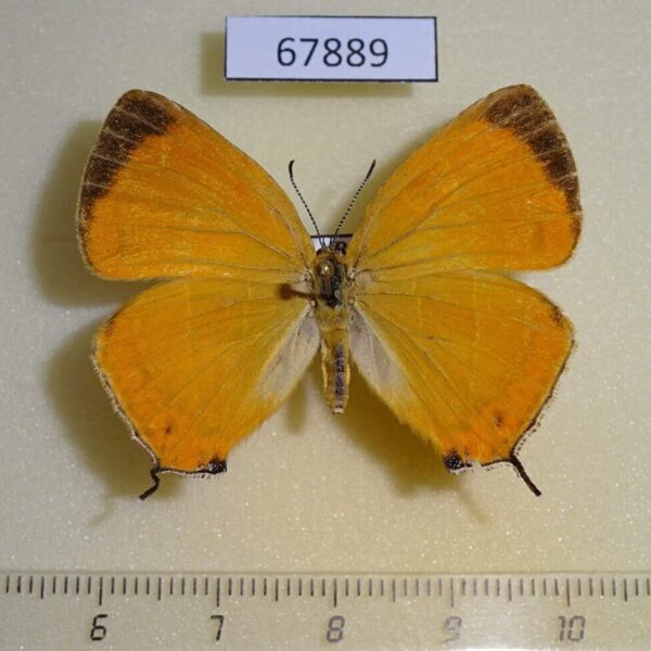 Lycaenidae Japonica lutea Primorye