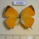 67889p Lycaenidae Japonica lutea Primorye $20