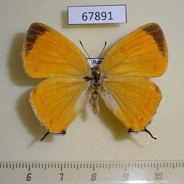 Lycaenidae Japonica lutea Primorye