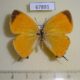 67891p Lycaenidae Japonica lutea Primorye $20