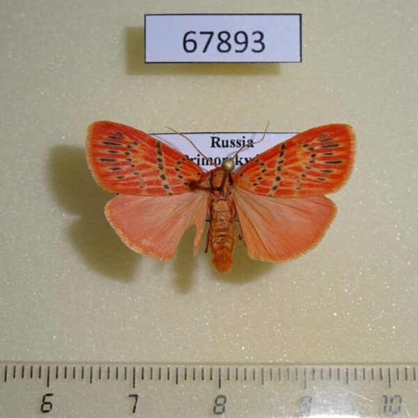 Arctiidae Barsine pulchra Primorye