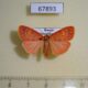 67893p Arctiidae Barsine pulchra Primorye $7