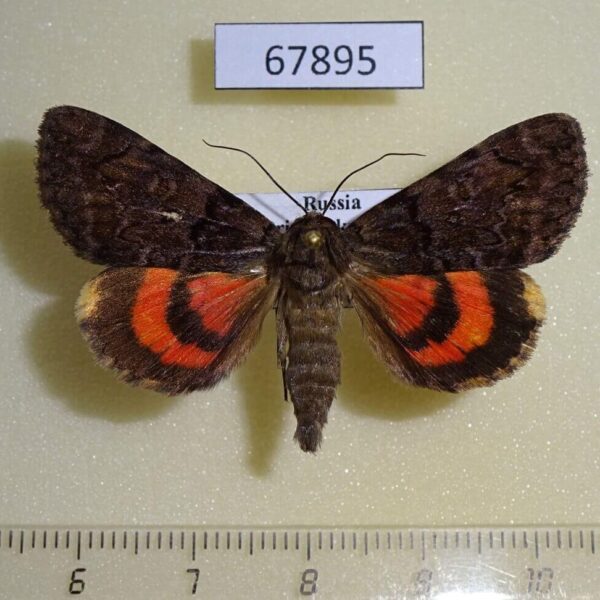 Noctuidae Catocala kotshubeji Primorye
