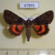 67895p Noctuidae Catocala kotshubeji Primorye $50