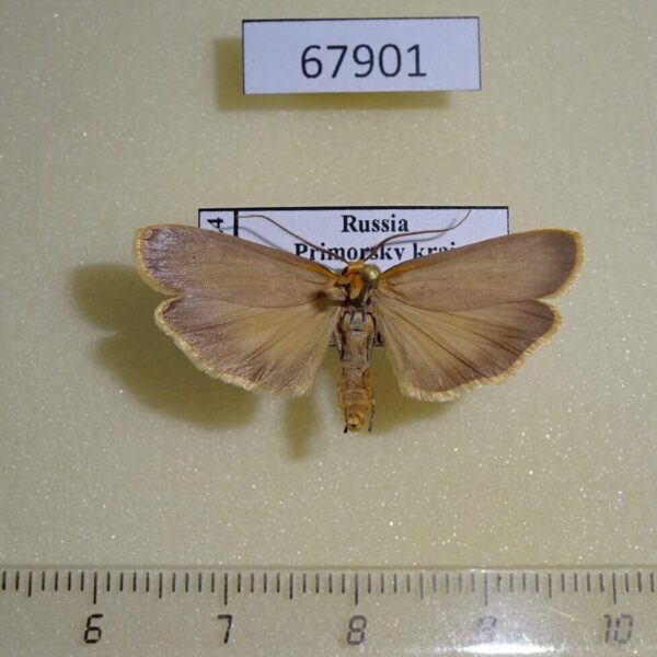 Arctiidae Katha depressa Primorye