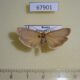 67901p Arctiidae Katha depressa Primorye $6