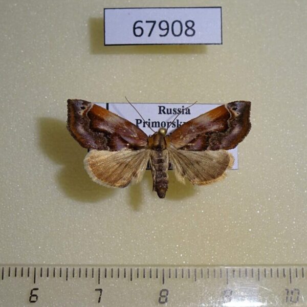 Noctuidae Lophomilia polybapta f Primorye