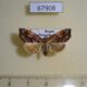 67908p Noctuidae Lophomilia polybapta f Primorye $12