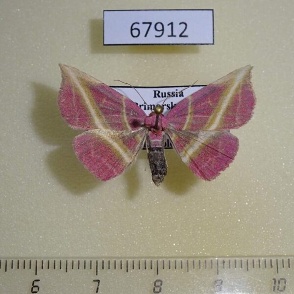 Noctuidae Naganoella timandra Primorye