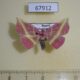 67912p Noctuidae Naganoella timandra Primorye $12