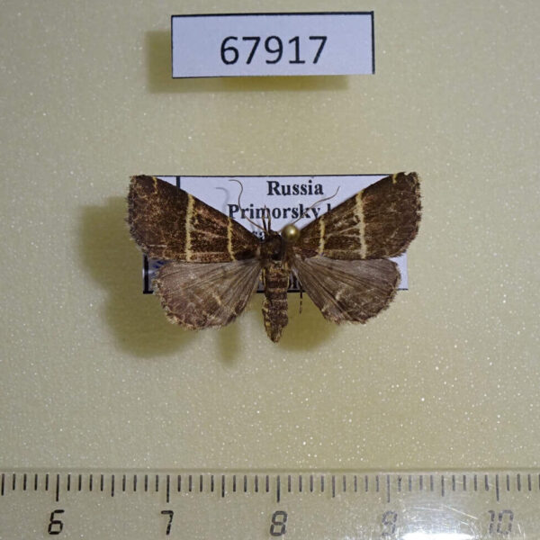 Noctuidae Bertula bistrigata Primorye