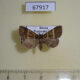 67917p Noctuidae Bertula bistrigata Primorye $9