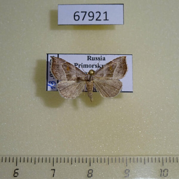 Noctuidae Paragabara flavomacula Primorye