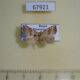 67921p Noctuidae Paragabara flavomacula Primorye $12