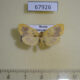 67926p Arctiidae Nudina artaxidia Primorye $10