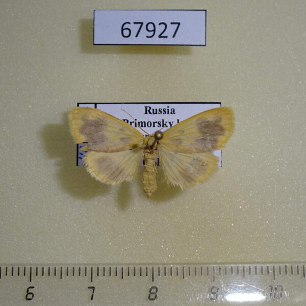Arctiidae Nudina artaxidia Primorye