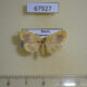 67927p Arctiidae Nudina artaxidia Primorye $7