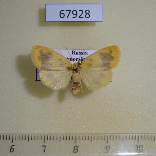 Arctiidae Nudina artaxidia Primorye