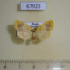 67928p Arctiidae Nudina artaxidia Primorye $10