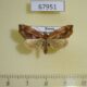 67951p Noctuidae Lophomilia polybapta Primorye $12