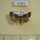 67952p Noctuidae Anterastria atrata Primorye $12