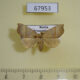 67953p Noctuidae Gonepatica opalina f Primorye $10