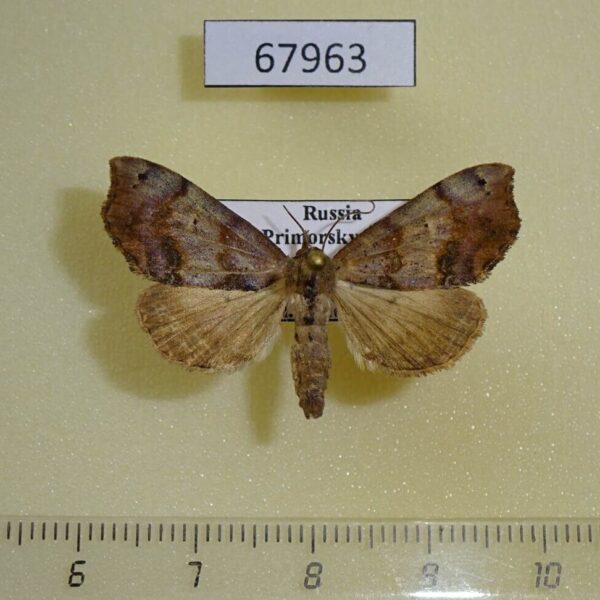 Noctuidae Hepatica anceps Primorye