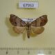67963p Noctuidae Hepatica anceps Primorye $8
