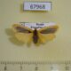 67968p Arctiidae Manulea pseudofumidisca f Primorye $9