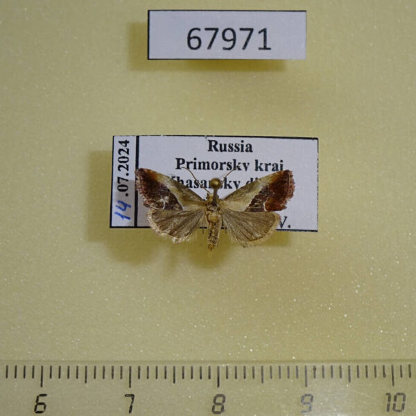Noctuidae Maliattha bella Primorye
