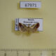 67971p Noctuidae Maliattha bella Primorye $9