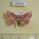 67974p Noctuidae Naganoella timandra Primorye $9