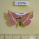 67976p Noctuidae Naganoella timandra Primorye $12