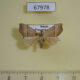 67978p Noctuidae Gonepatica opalina f Primorye $10
