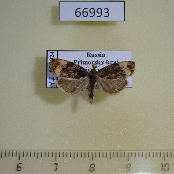 Tortricidae Metendothenia atropunctana Primorye