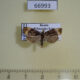 66993p Tortricidae Metendothenia atropunctana Primorye $6