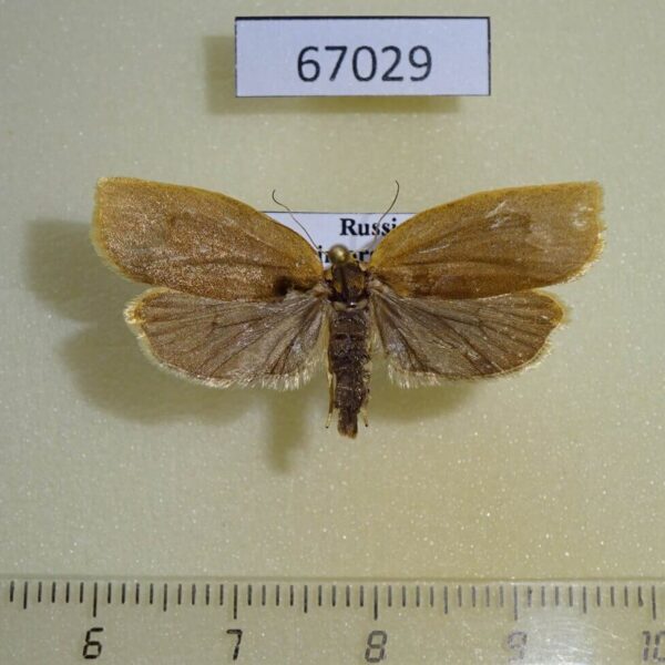 Tortricidae Choristoneura luticostana f Primorye