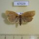 67029p Tortricidae Choristoneura luticostana f Primorye $5