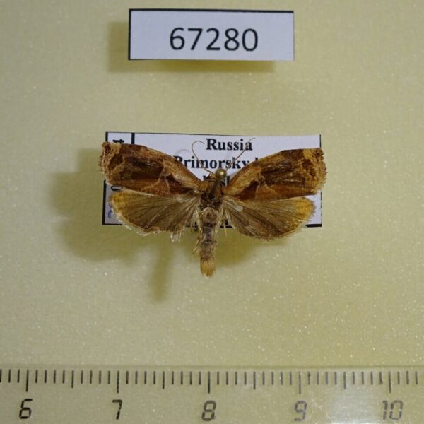 Tortricidae Archips viola Primorye