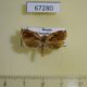67280p Tortricidae Archips viola Primorye $5