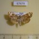 67479p Crambidae Pycnarmon pantherata Primorye $7